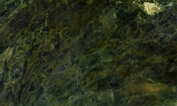 Vitoria Regia Granite